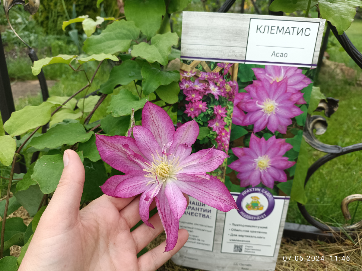 Асао очень необычный перламутровый оттенок