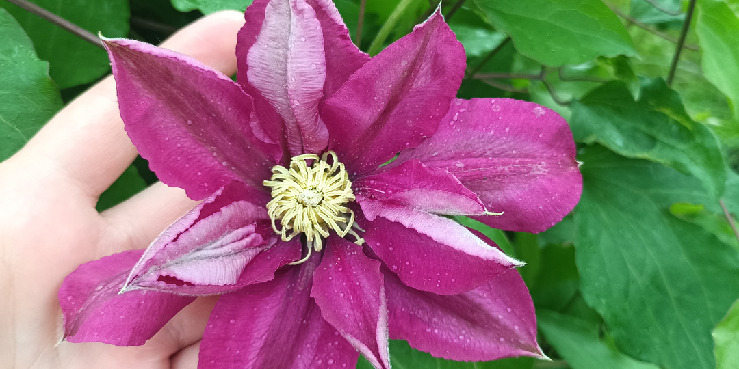 Клематисы, пошаговая инструкция выращивания при покупке саженца весной