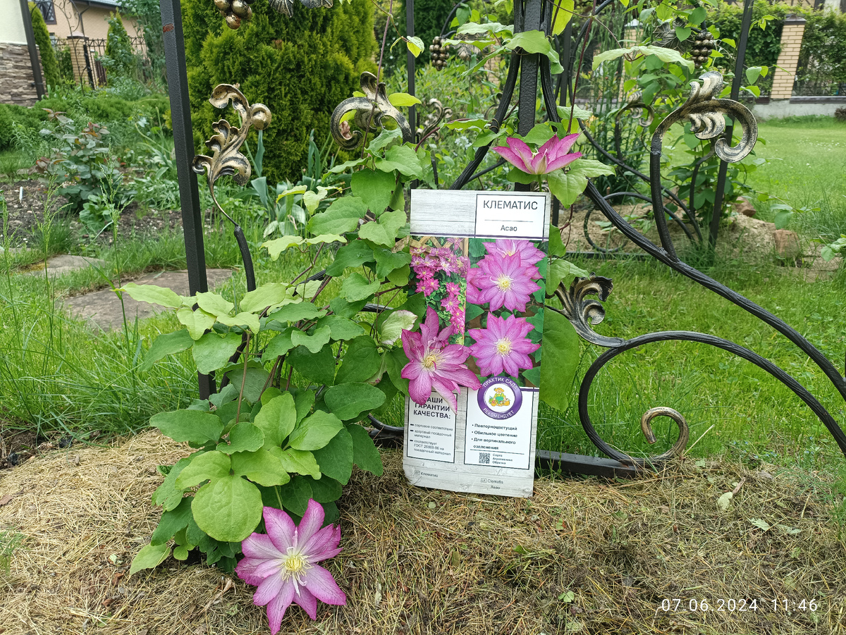 Клематис Асао, ахровые цветы на перезимовавших побегах