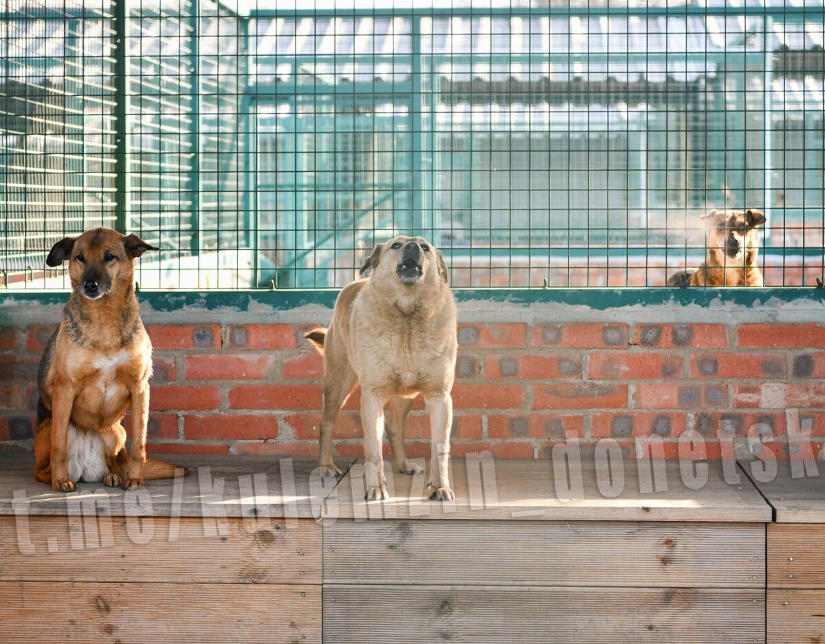     / Источник: © Telegram/Алексей КулемZин