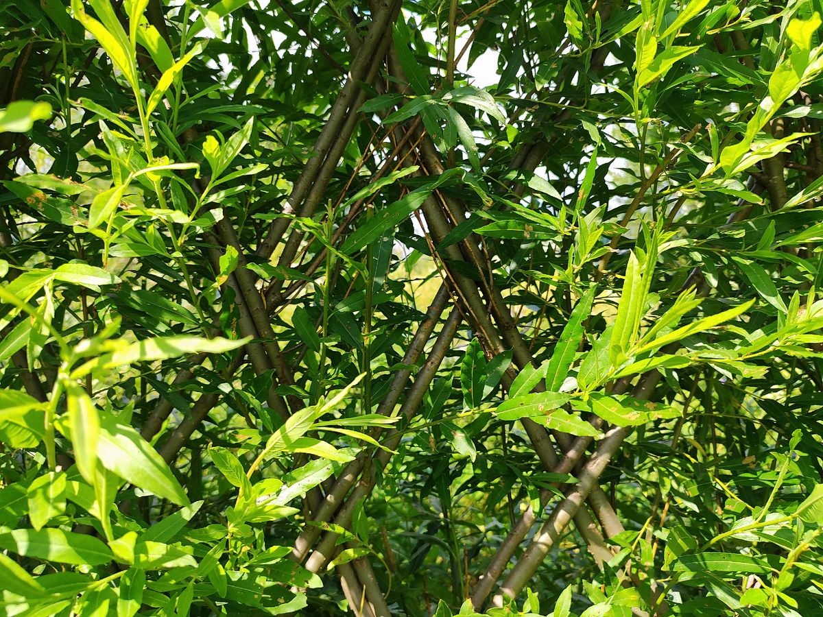 изгородь из ивы