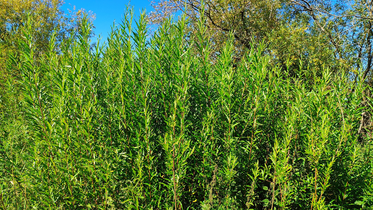 сорт ивы пластилиновая гибкая