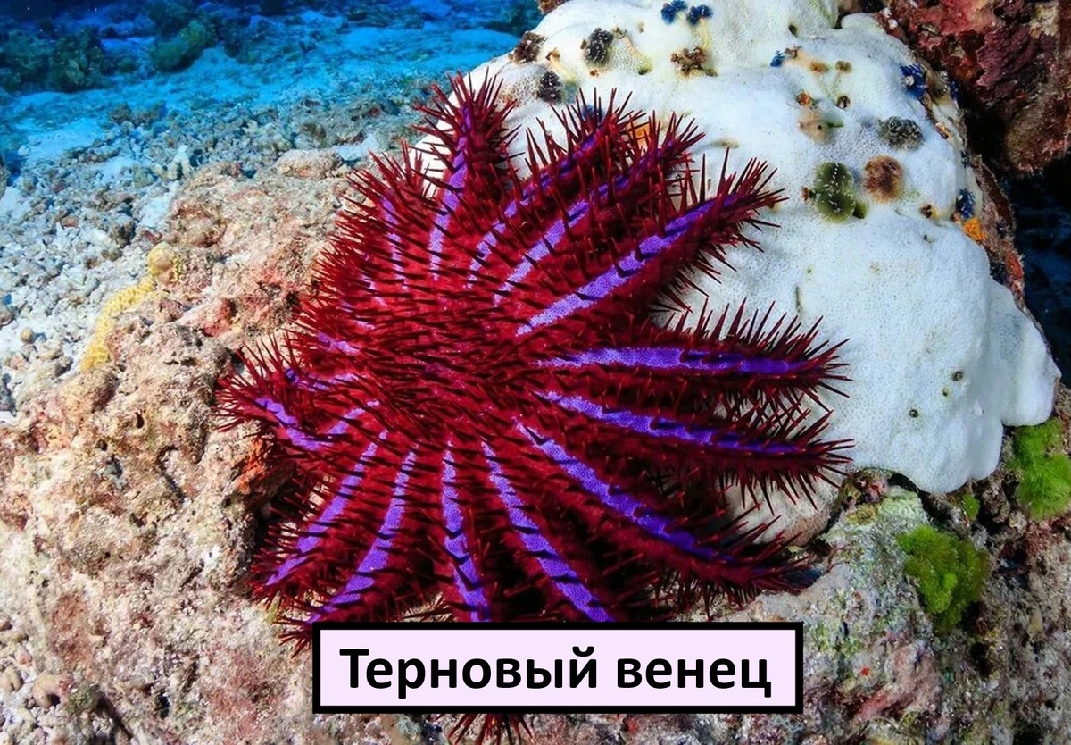 Терновый венец