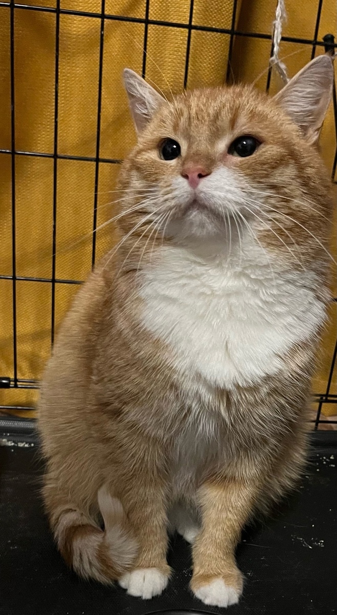 Вот так Леруа свою маму дожидался на передержке....