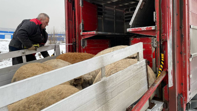 Фото: Официальный канал государственной ветеринарной службы Ленинградской области.