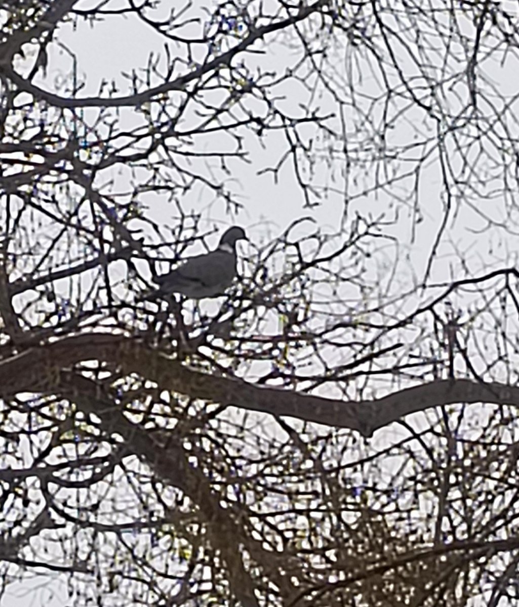 Красавец. Фото моё