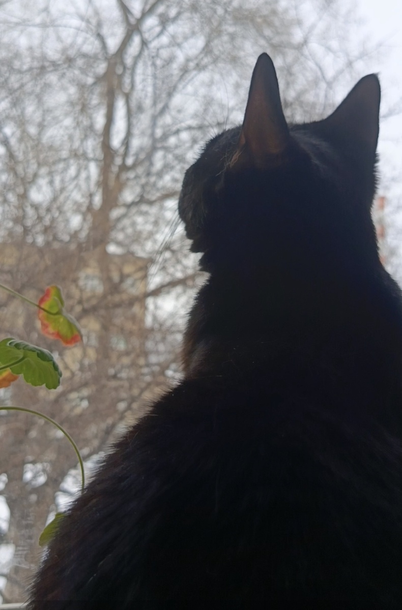 Чуча изучает птиц