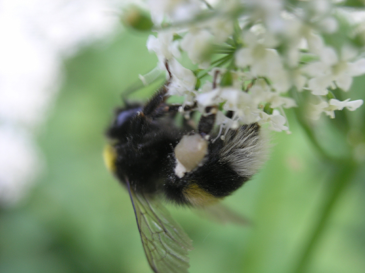 Вот он, один из наших героев