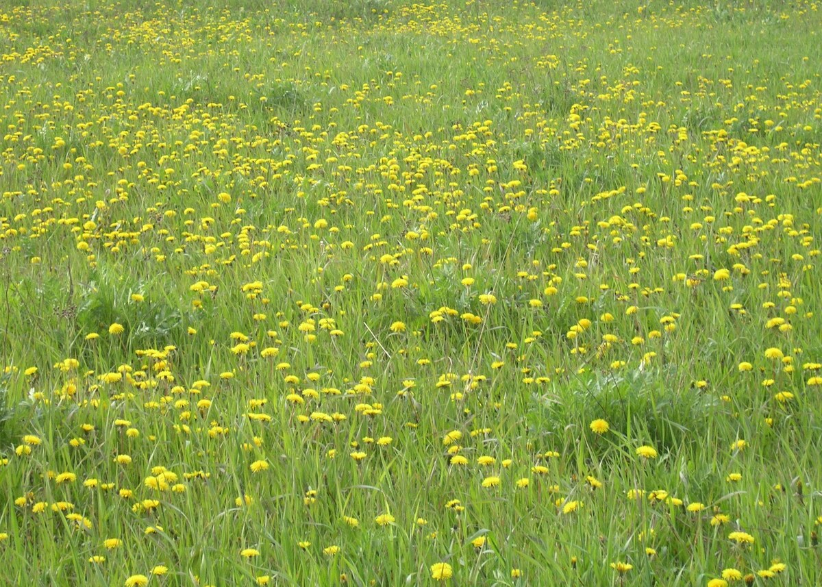 Вот, например, сплошное произврастание одуванчика - это можно представить. А теперь заменим его, например, на венерин башмачок, и подсчитаем медоносные ресурсы. Наши герои такими подсчетами занимались...