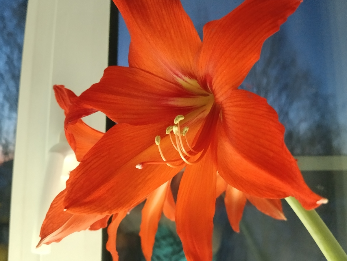 Вот такой шикарный цветок у нас расцвел ..