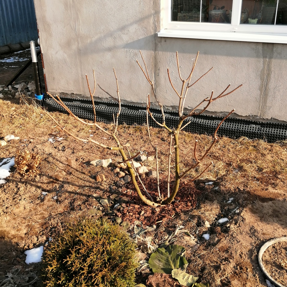 Обновлённая 'Лаймлайт' 