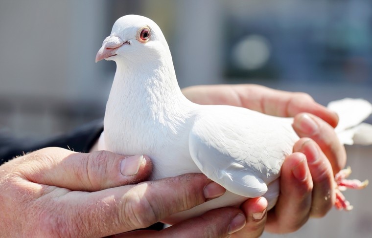    Shutterstock/FOTODOM