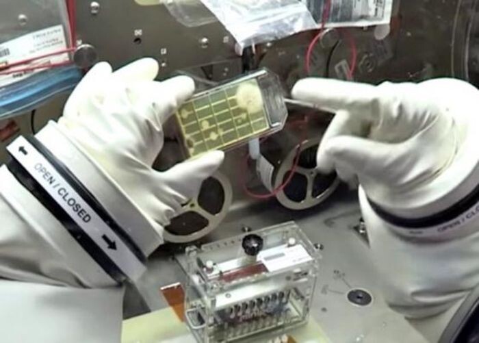 Источник фото: кадр/ sciencealert.com - для иллюстрации