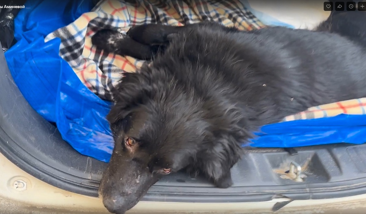 Вот такой тряпочкой он приехал в Приют