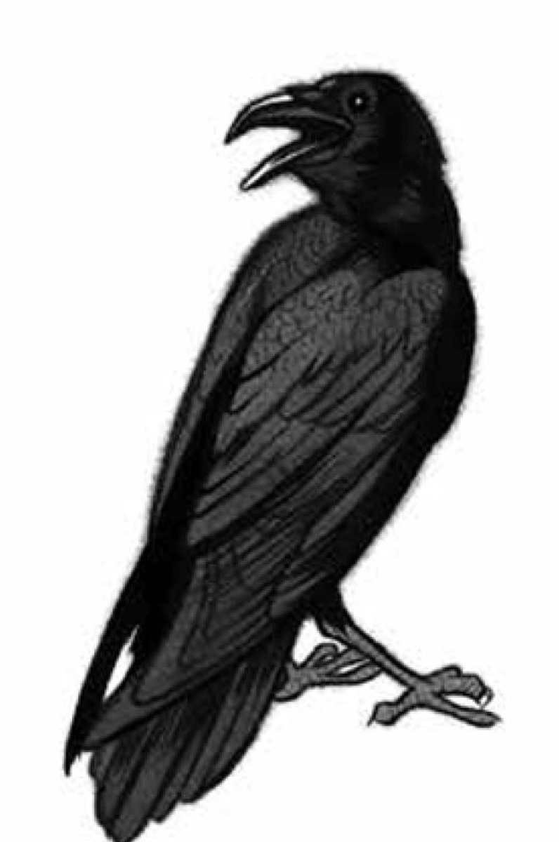 Из книги Рудашевского Ворон