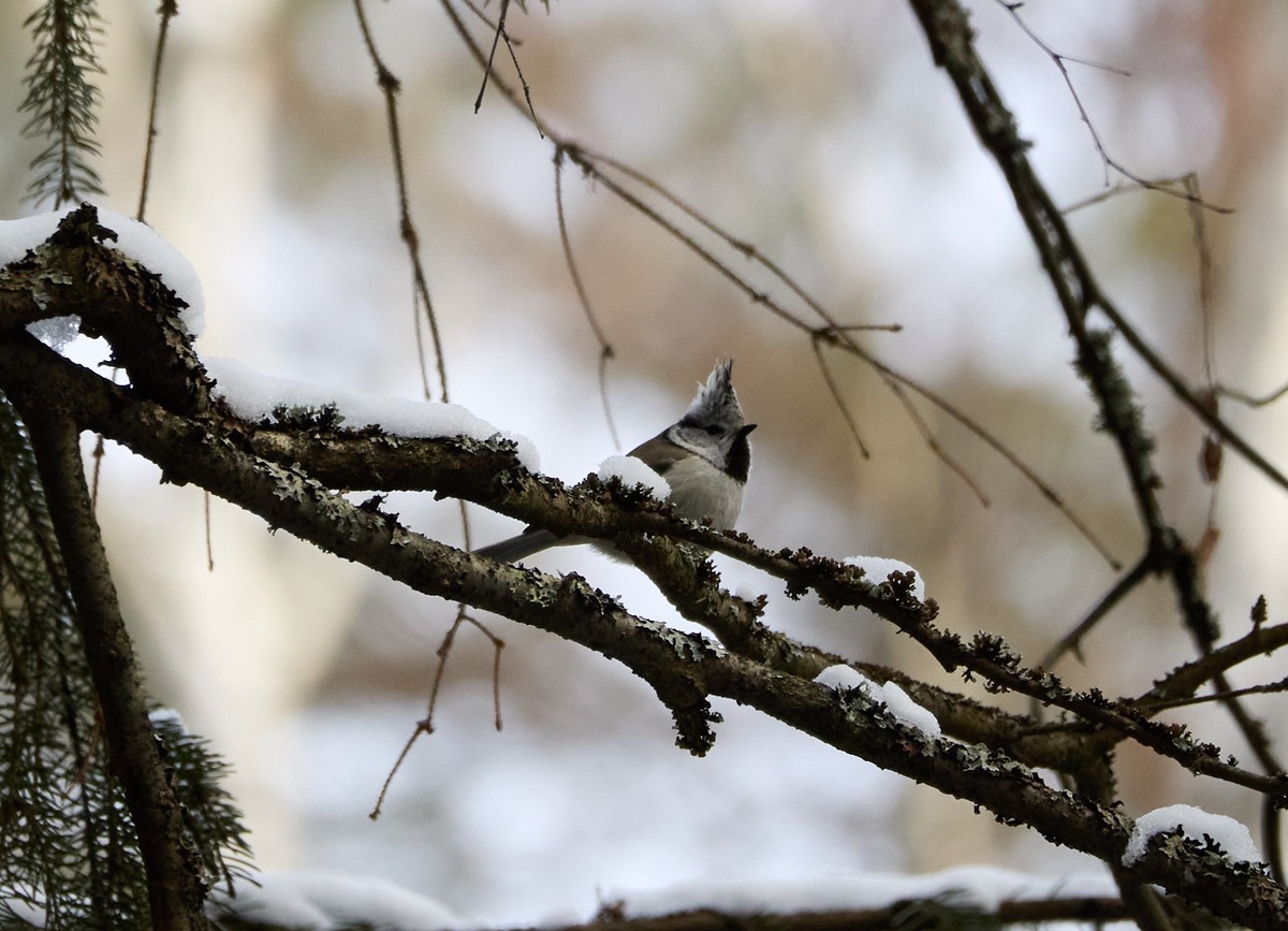 Гренадерка. Мещера.