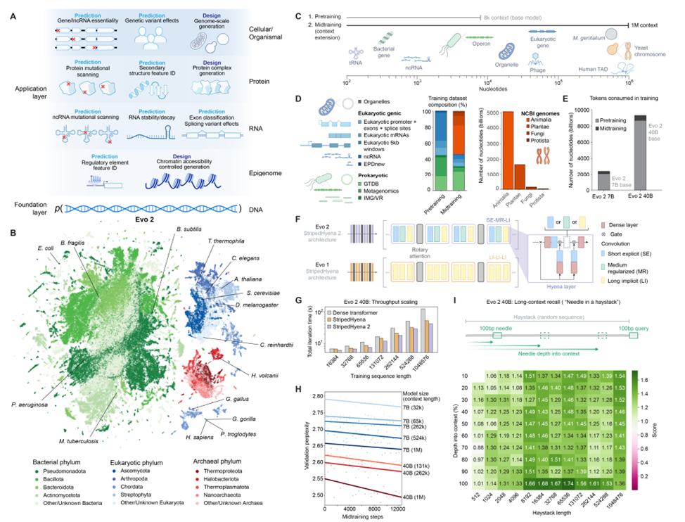 Обзор архитектуры модели, процедуры обучения, наборов данных и оценок для Evo 2.