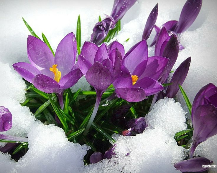 яндекс картинки