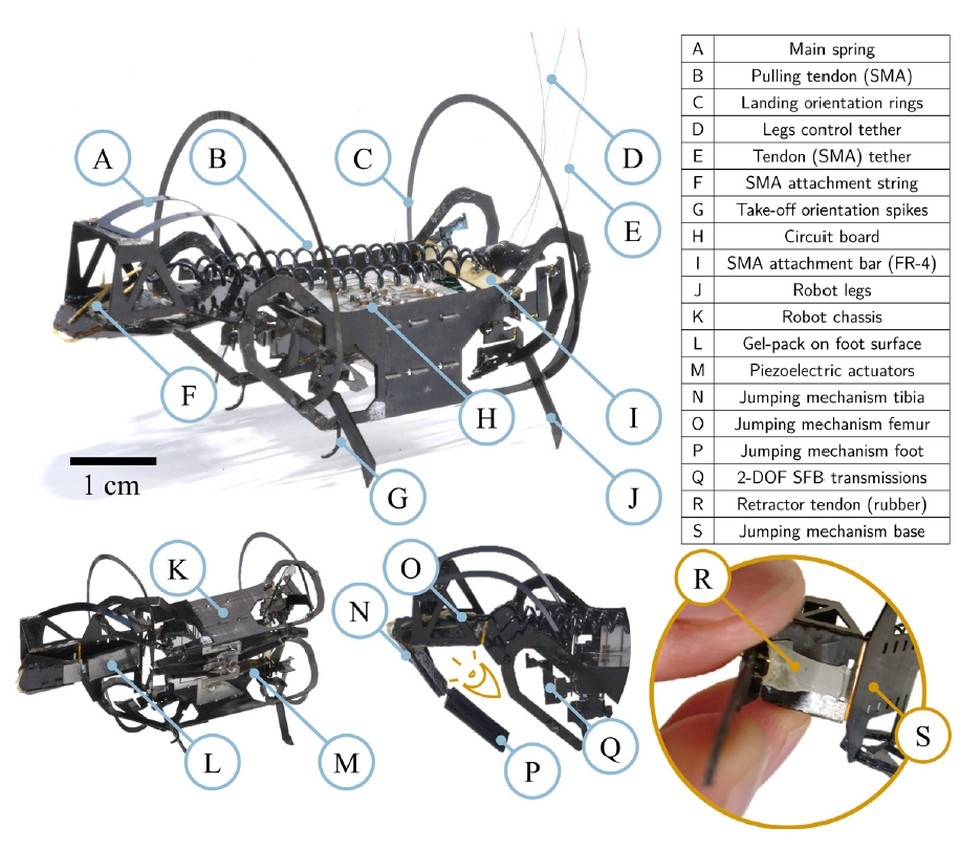   Francisco Ramirez Serrano et al. / Science Robotics, 2025