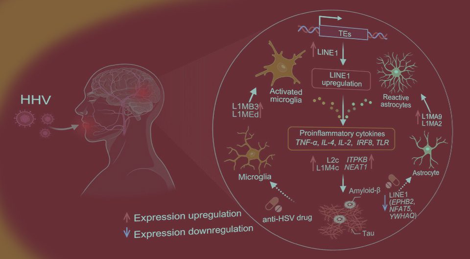   N + 1; Feng Y. et al. / Alzheimer's & Dementia, 2025.