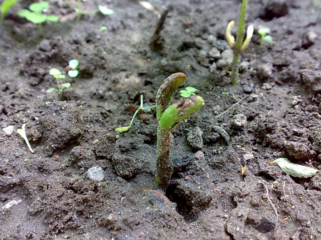 Поврежденные всходы фасоли
