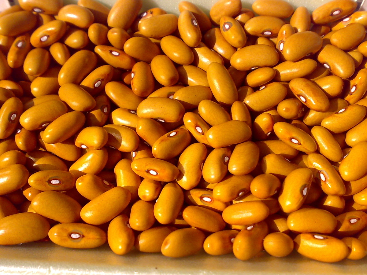 Семена зарновой фасоли