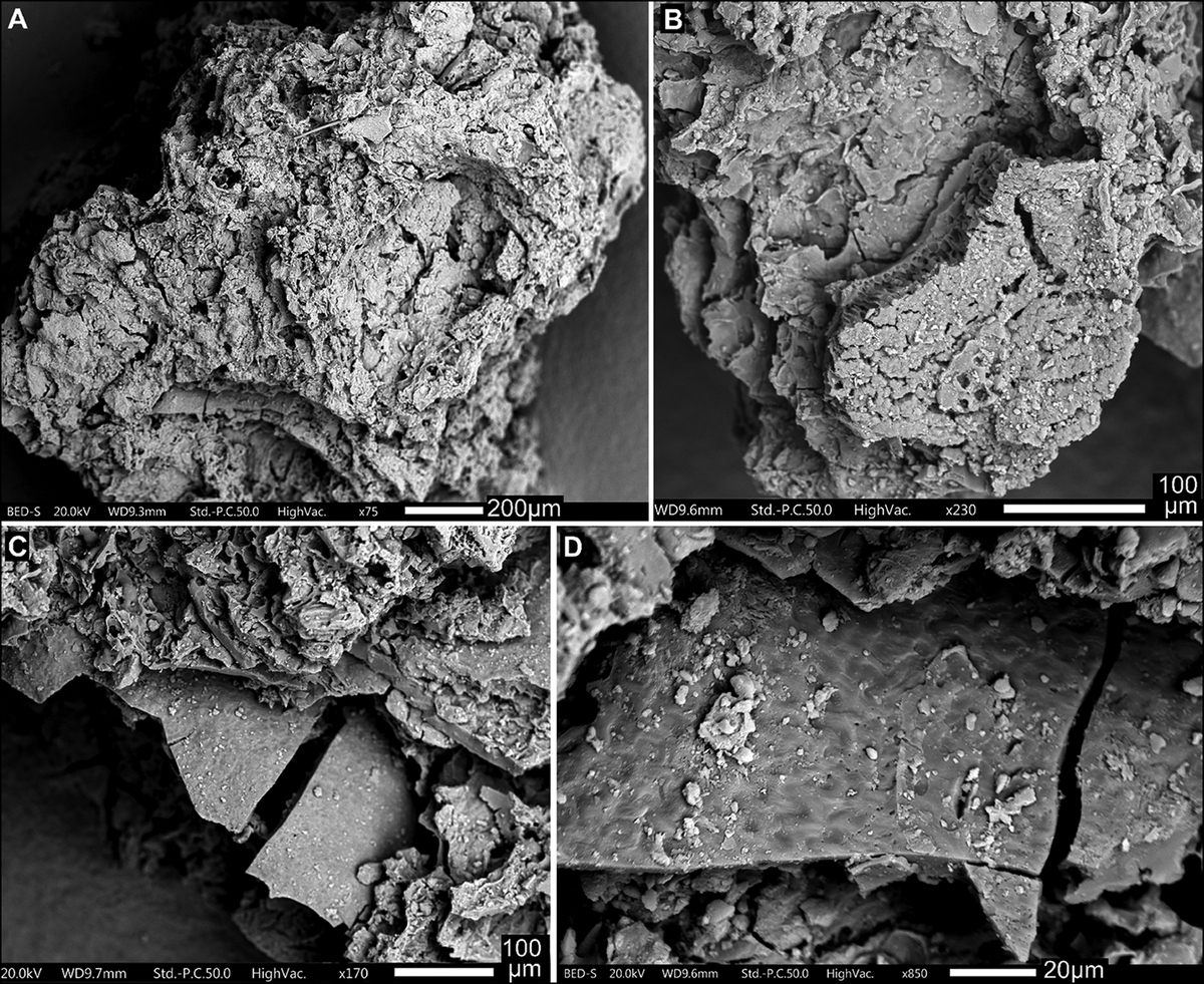Обугленный фрагмент растительной пищи из пещеры Шанидар (контекст № 636, верхний палеолит, барадостская культура): A) общий вид; B–D) крупный план фрагмента скорлупы/околоплодника фисташки (СЭМ-микрофотографии, сделанные К. Кабукчу).