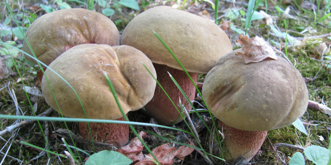 Грибы - "пришельцы". Гости с юга