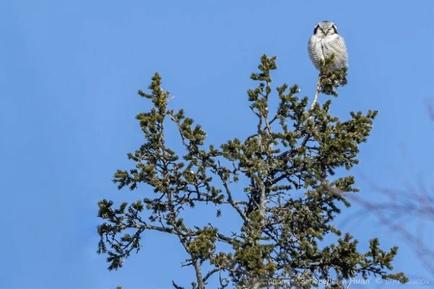 Собты-Юганский природный заказник на Ямале. Фото: «Газпром нефть», Данил Хусаинов, vk.cc/cIWU3B