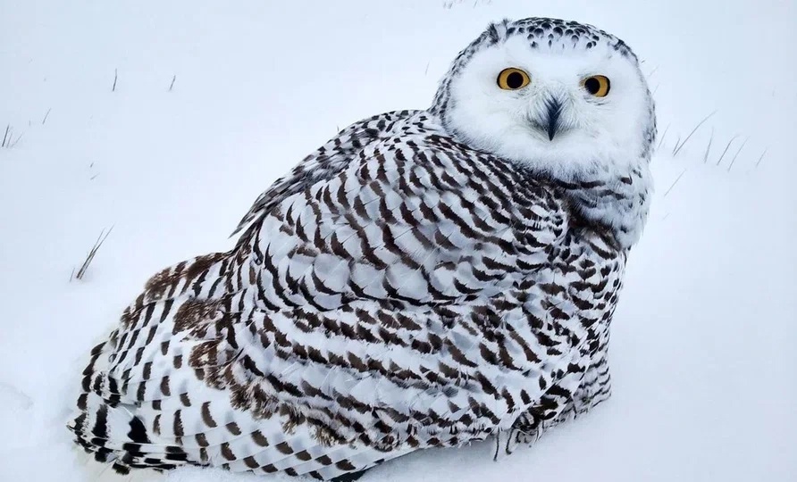 «АНГЕЛЫ ЯМАЛА», СОВЫ, ЕДИНОРОГИ: УДИВИТЕЛЬНЫЕ И ПРЕКРАСНЫЕ ЖИВОТНЫЕ АРКТИКИ