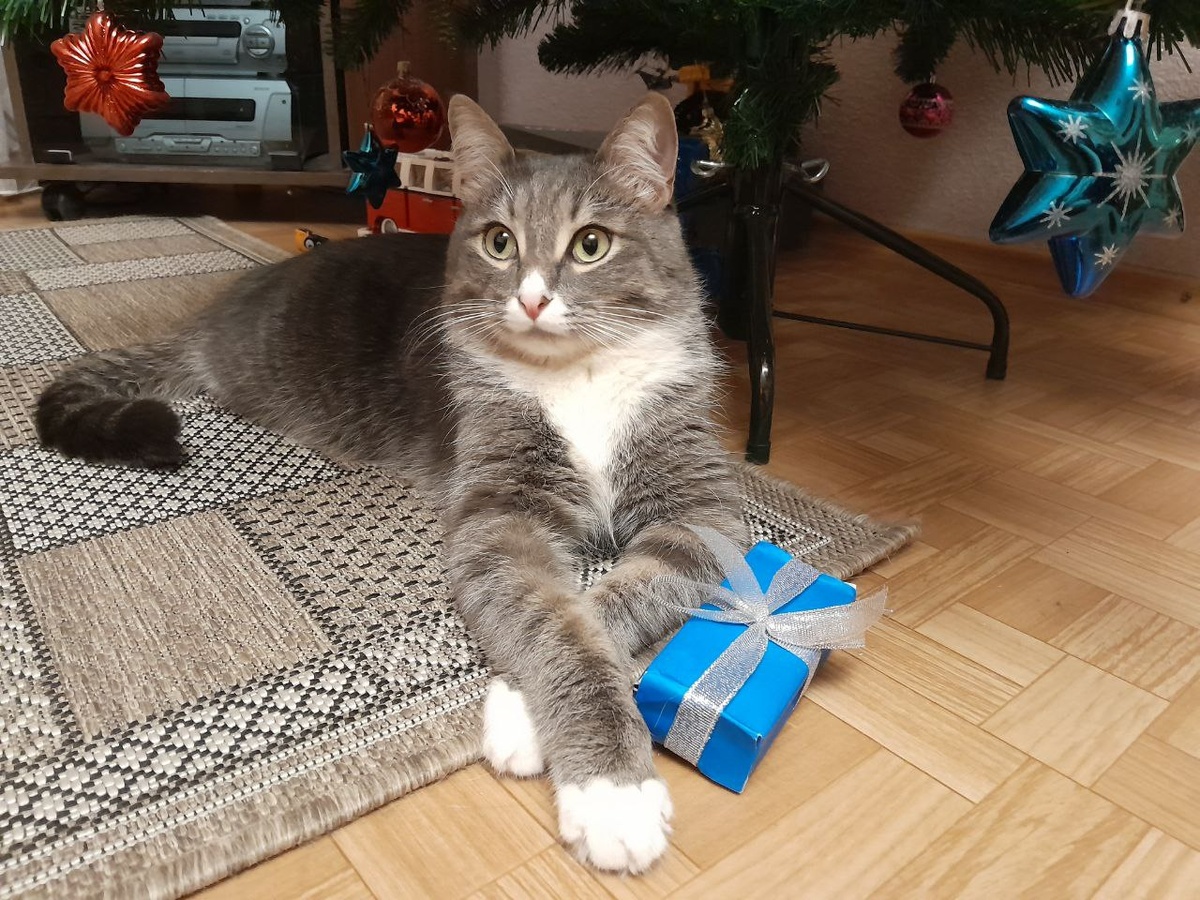 Ученый кот Бонифаций.