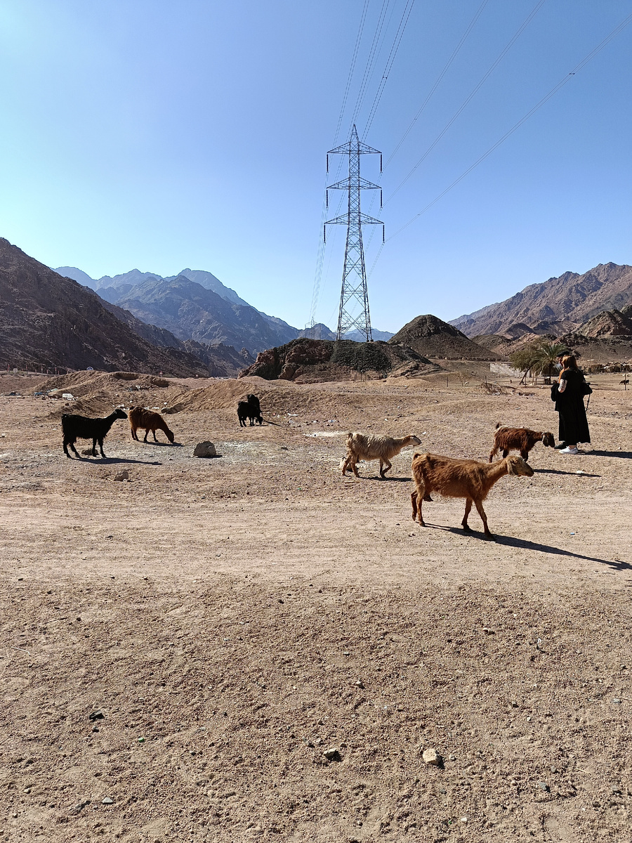 Деревня бедуинов. Фото автора.