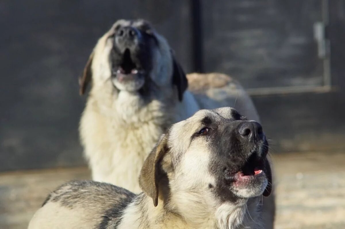    Или мы их, или они нас.