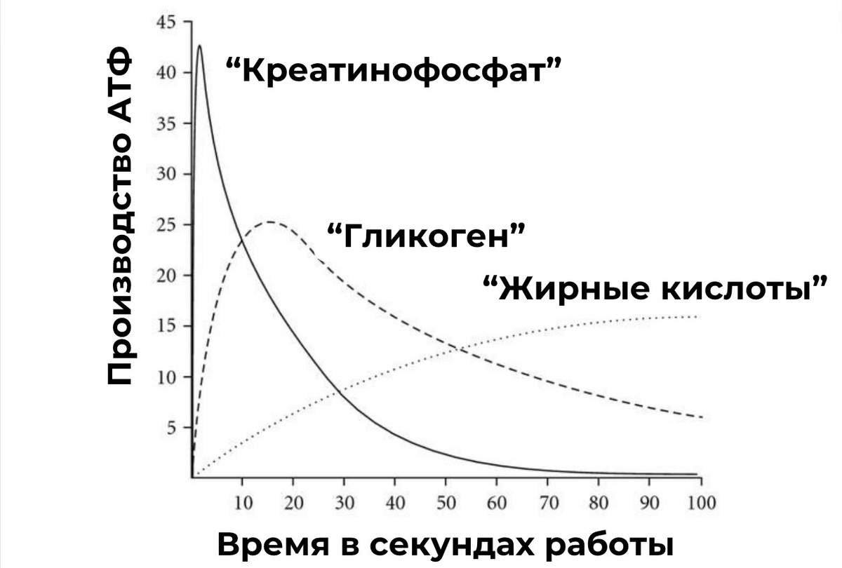Примерно это выглядит вот так, да простят меня физиологи за неточность терминов и упрощение в педагогических целях