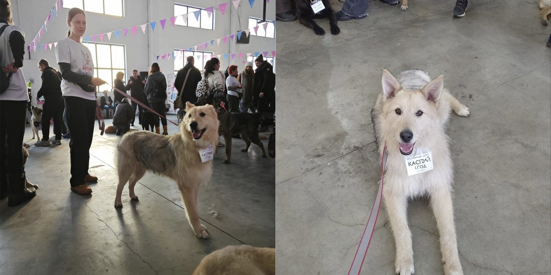 В Москве волонтеры помогли парню спасти его собак