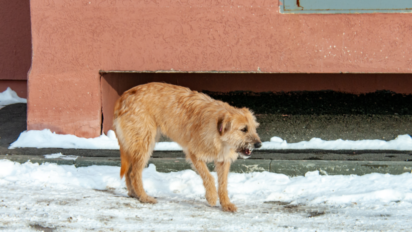   globallookpress.com Svetlana Vozmilova