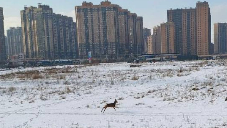 Бегающую возле жилых домов косулю заметили на Парнасе