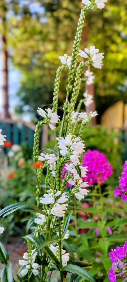 фото личное, снимок сделан в конце цветения физостегии.