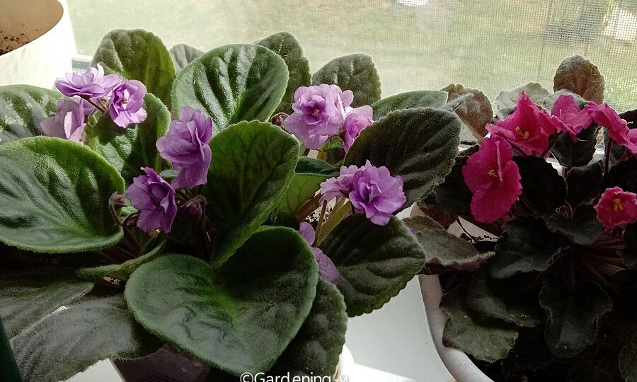 Как рассадить фиалку из листа — собственный опыт