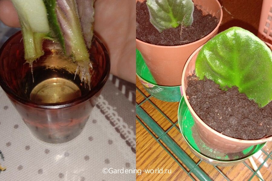 Корешки на листиках должны быть небольшими, чтобы укоренение в почве прошло быстрее и легче.