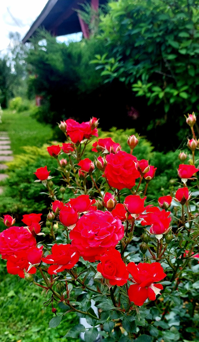 Цвергенфее. Миниатюрная роза