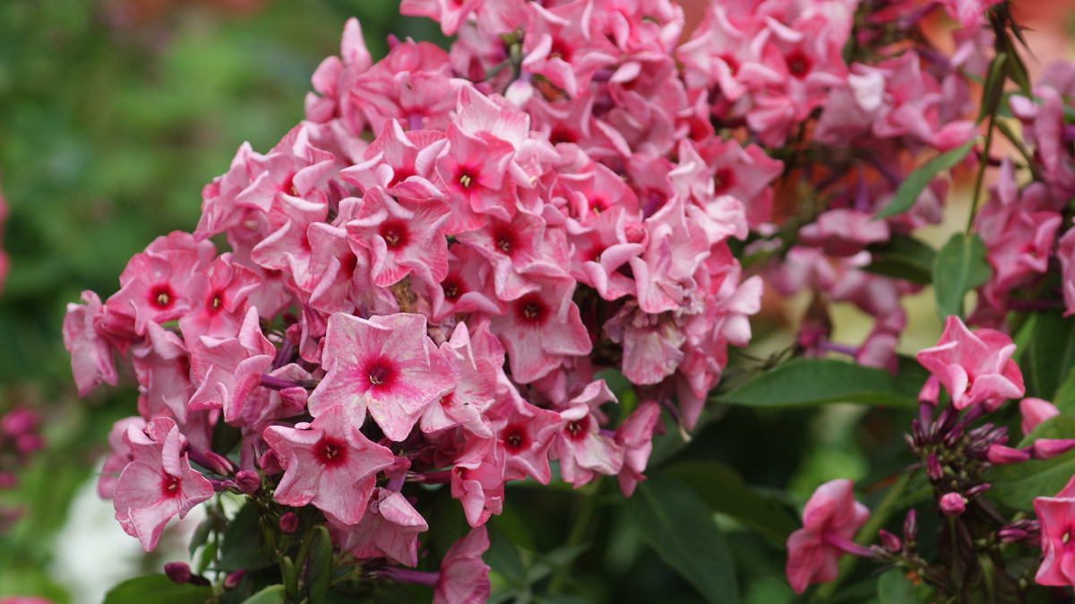 "Уральские сказы" в моём саду