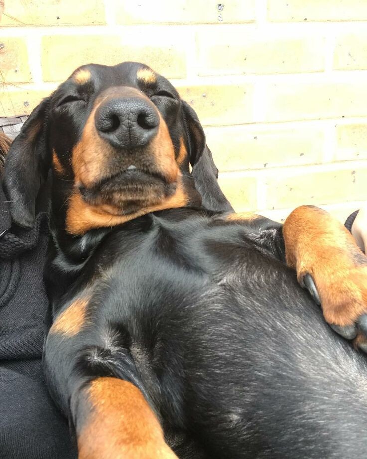 -Какой-такой бутерброд, мадам? 