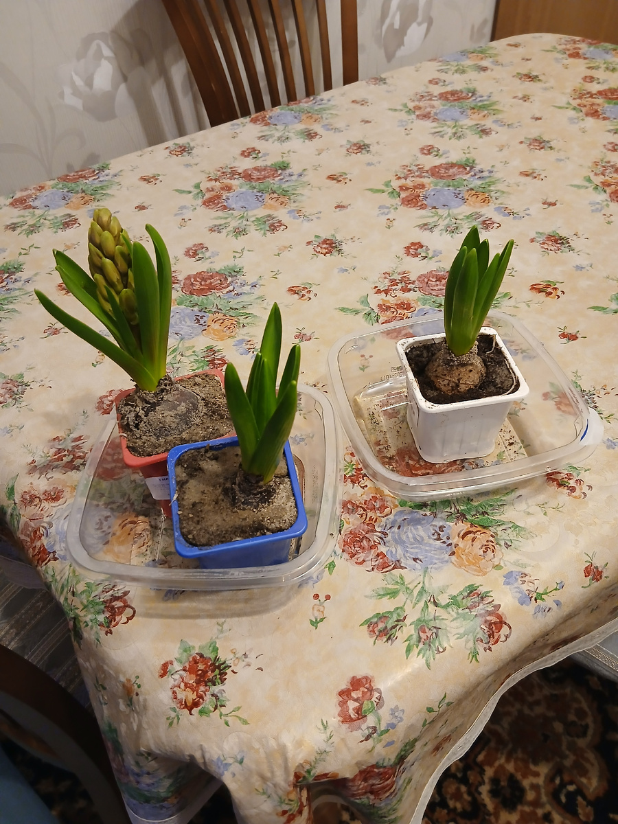 купила разноцветные гиацинты