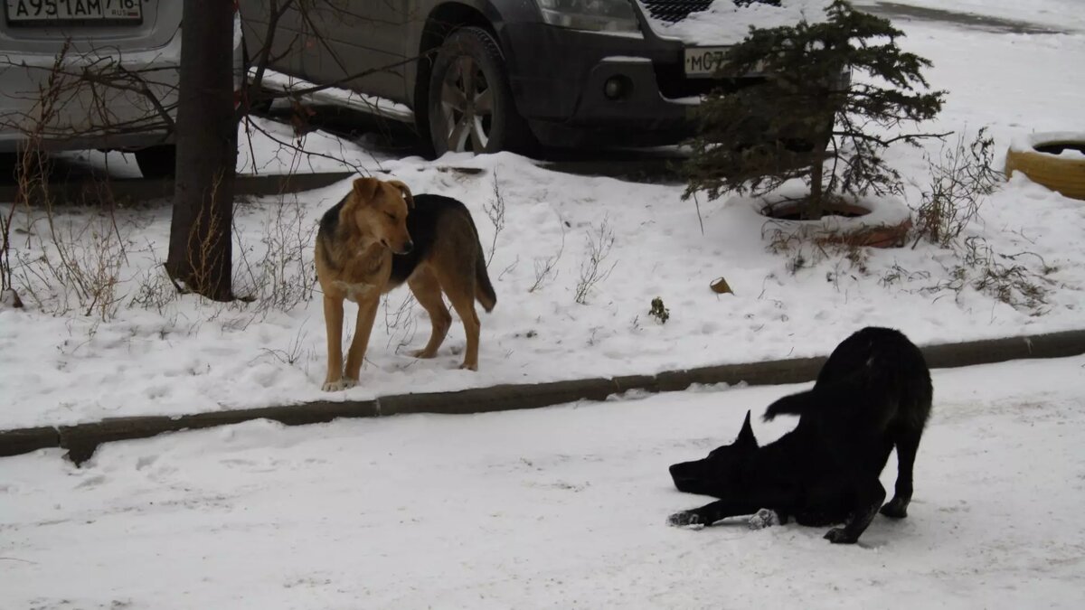     Источник: inkazan.ru