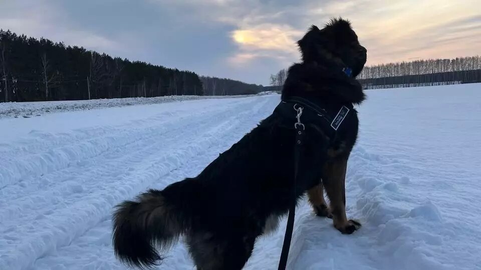     Источник: Читательница Эльвина