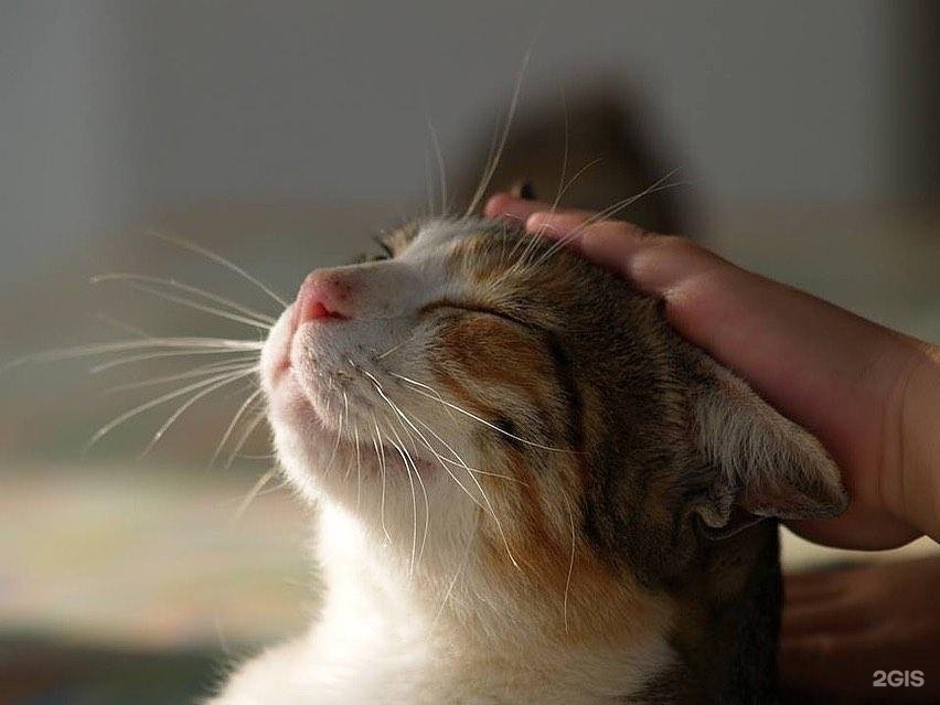 Фото из Интернета.