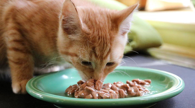 Фото из Интернета.