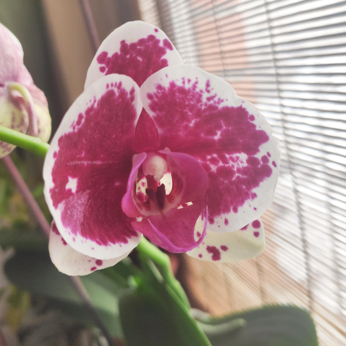 Такую орхидею мне подарили