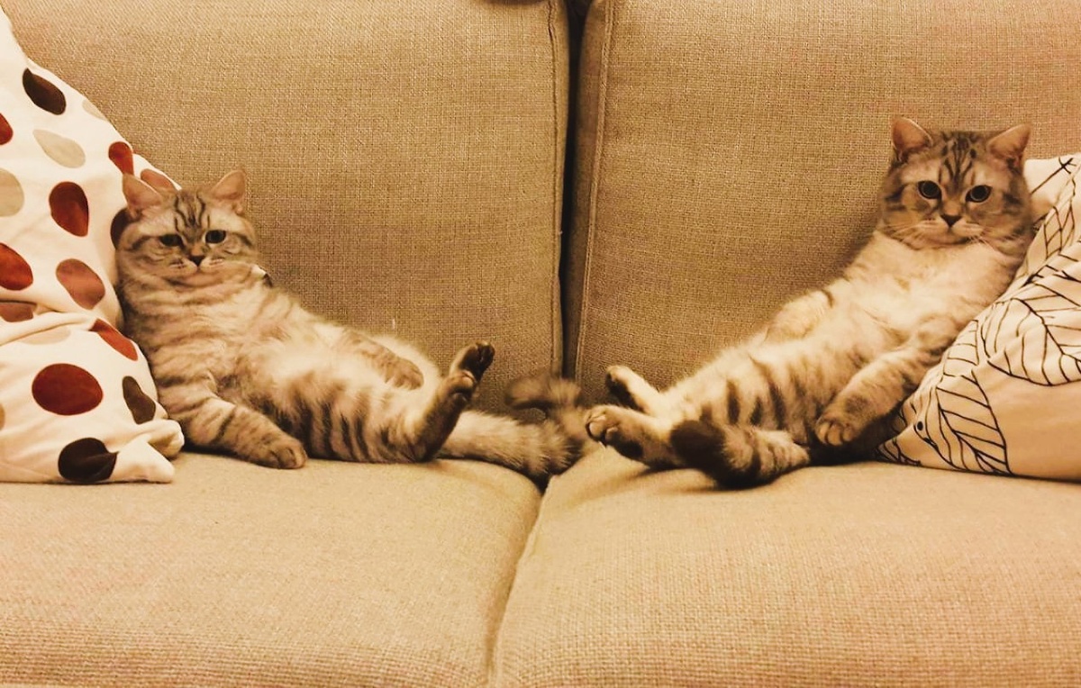 котики и диван. Яндекс картинки 